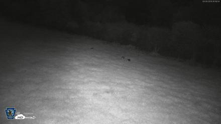 Pennsylvania Elk Live Webcam - Sep 28, 2026, 1:59am EDT