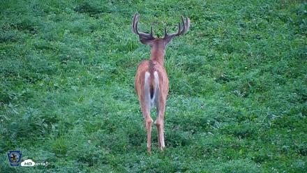 Pennsylvania Elk Live Webcam - Aug 11, 2026, 7:36pm EDT