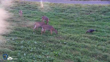 Pennsylvania Elk Live Webcam - Sep 9, 2026, 6:29pm EDT