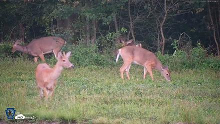 Pennsylvania Elk Live Webcam - Sep 5, 2026, 7:42pm EDT