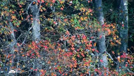 Pennsylvania Elk Live Webcam - Oct 3, 2026, 9:10am EDT