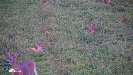 Pennsylvania Elk Live Webcam - Sep 8, 2026, 6:56pm EDT