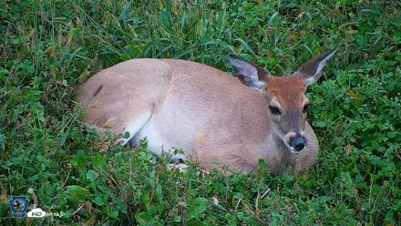 Pennsylvania Elk Live Webcam - Oct 1, 2026, 6:05pm EDT
