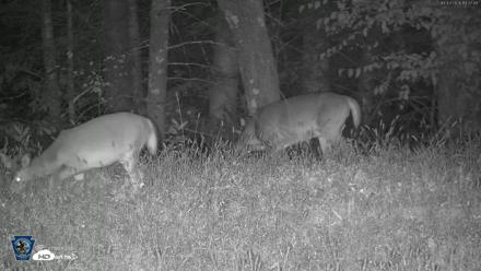 Pennsylvania Elk Live Webcam - Oct 3, 2026, 7:38pm EDT