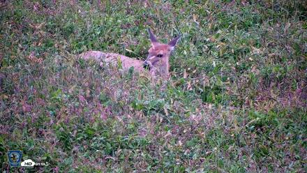Pennsylvania Elk Live Webcam - Sep 27, 2026, 6:03pm EDT