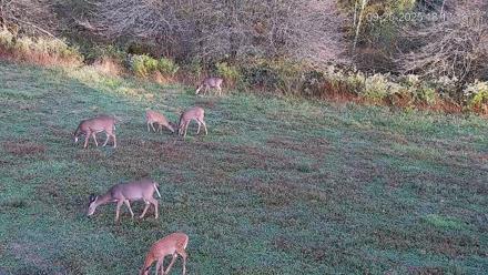 Pennsylvania Elk Live Webcam - Sep 25, 2025, 6:13pm EDT