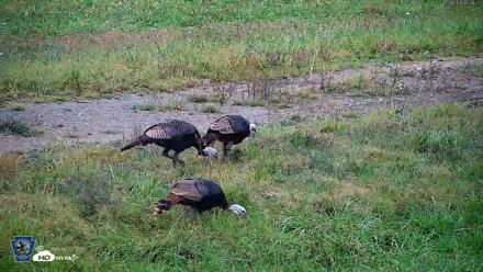 Pennsylvania Elk Live Webcam - Oct 1, 2026, 12:52pm EDT