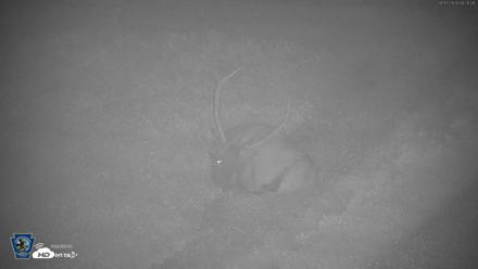 Pennsylvania Elk Live Webcam - Sep 7, 2026, 4:20am EDT
