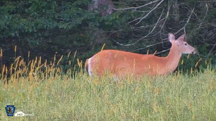 Pennsylvania Elk Live Webcam - Aug 27, 2026, 6:15pm EDT