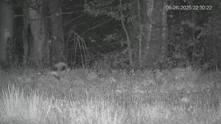 Pennsylvania Elk Live Webcam - Sep 26, 2025, 10:30pm EDT