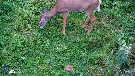 Pennsylvania Elk Live Webcam - Sep 29, 2026, 6:27pm EDT