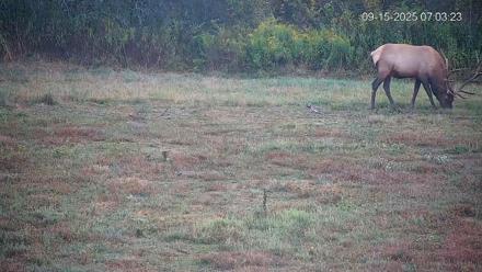 Pennsylvania Elk Live Webcam - Sep 15, 2025, 7:04am EDT