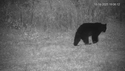 Pennsylvania Elk Live Webcam - Oct 14, 2025, 7:07pm EDT