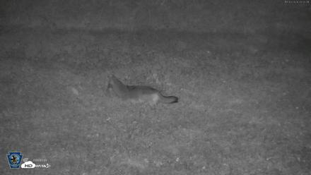 Pennsylvania Elk Live Webcam - Oct 3, 2026, 8:03pm EDT