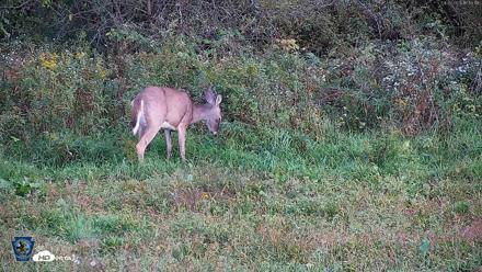 Pennsylvania Elk Live Webcam - Sep 30, 2026, 5:17pm EDT
