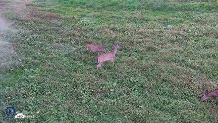 Pennsylvania Elk Live Webcam - Oct 1, 2026, 5:41pm EDT
