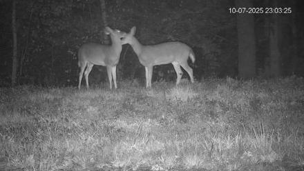 Pennsylvania Elk Live Webcam - Oct 7, 2025, 11:04pm EDT