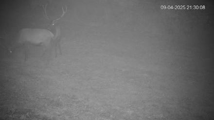 Pennsylvania Elk Live Webcam - Sep 4, 2025, 9:31pm EDT