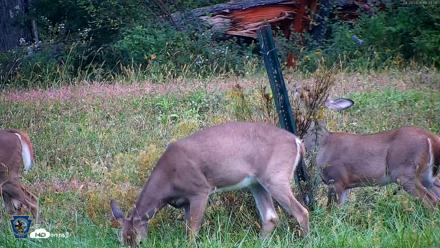 Pennsylvania Elk Live Webcam - Sep 28, 2026, 6:34pm EDT