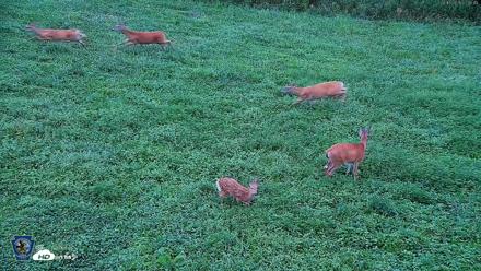 Pennsylvania Elk Live Webcam - Aug 16, 2026, 7:17am EDT