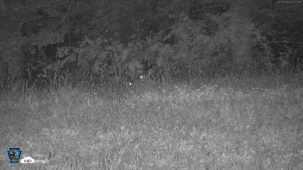 Pennsylvania Elk Live Webcam - Sep 26, 2026, 8:28pm EDT