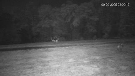 Pennsylvania Elk Live Webcam - Sep 9, 2025, 3:01am EDT