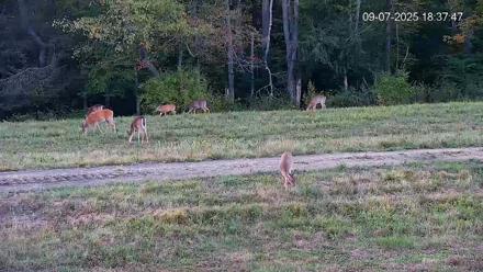 Pennsylvania Elk Live Webcam - Sep 7, 2025, 6:38pm EDT