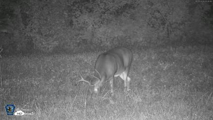 Pennsylvania Elk Live Webcam - Sep 29, 2026, 4:10am EDT