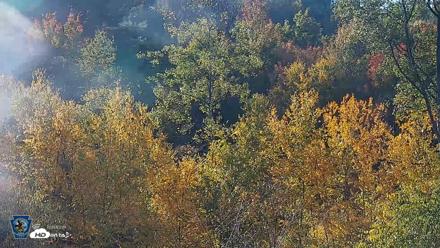 Pennsylvania Elk Live Webcam - Oct 3, 2026, 9:04am EDT