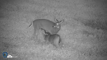 Pennsylvania Elk Live Webcam - Sep 28, 2026, 6:53am EDT