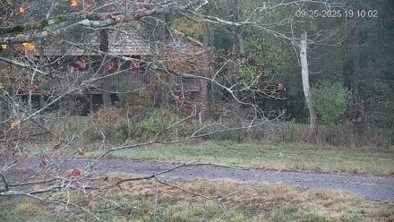 Pennsylvania Elk Live Webcam - Sep 25, 2025, 7:10pm EDT