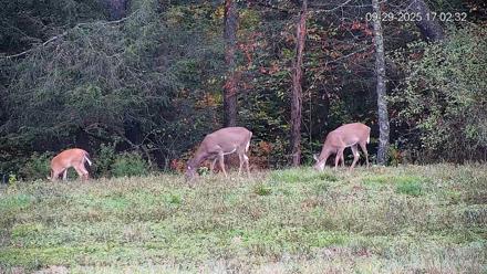 Pennsylvania Elk Live Webcam - Sep 29, 2025, 5:03pm EDT