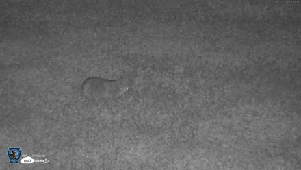 Pennsylvania Elk Live Webcam - Oct 2, 2026, 9:08pm EDT