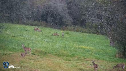 Pennsylvania Elk Live Webcam - Oct 1, 2026, 6:48pm EDT