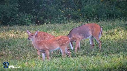 Pennsylvania Elk Live Webcam - Sep 7, 2026, 6:13pm EDT