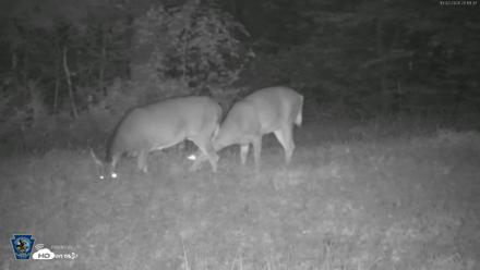 Pennsylvania Elk Live Webcam - Oct 2, 2026, 8:20pm EDT