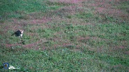 Pennsylvania Elk Live Webcam - Oct 3, 2026, 10:24am EDT