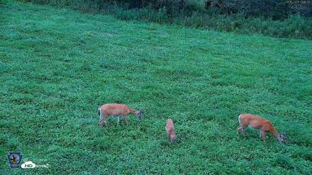 Pennsylvania Elk Live Webcam - Aug 16, 2026, 7:17am EDT