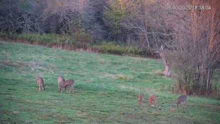 Pennsylvania Elk Live Webcam - Sep 30, 2025, 6:39pm EDT