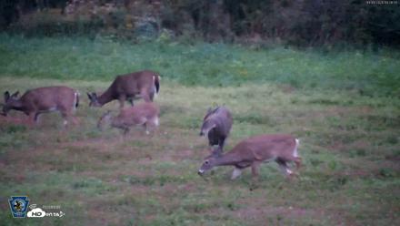 Pennsylvania Elk Live Webcam - Oct 1, 2026, 7:02pm EDT