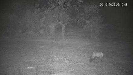 Pennsylvania Elk Live Webcam - Sep 15, 2025, 5:13am EDT
