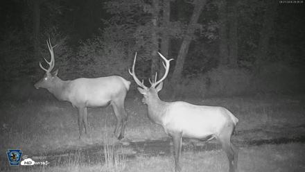 Pennsylvania Elk Live Webcam - Aug 27, 2026, 9:02pm EDT