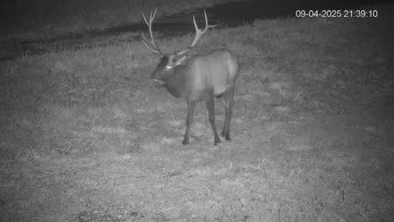 Pennsylvania Elk Live Webcam - Sep 4, 2025, 9:40pm EDT