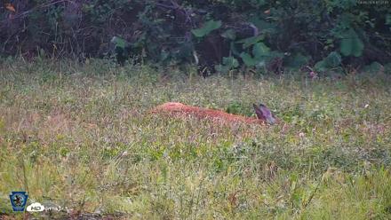 Pennsylvania Elk Live Webcam - Sep 8, 2026, 5:38pm EDT