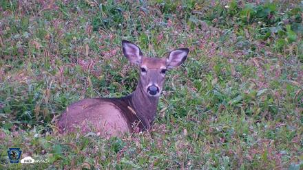 Pennsylvania Elk Live Webcam - Oct 1, 2026, 8:36am EDT