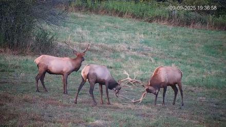 Pennsylvania Elk Live Webcam - Sep 9, 2025, 7:37pm EDT
