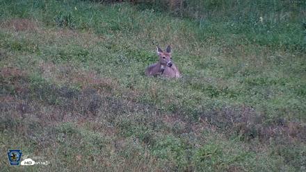 Pennsylvania Elk Live Webcam - Sep 28, 2026, 7:00pm EDT