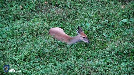 Pennsylvania Elk Live Webcam - Oct 2, 2026, 5:29pm EDT