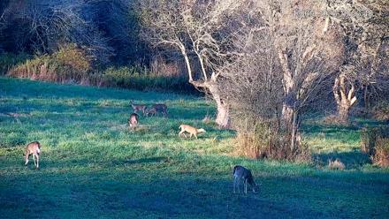 Pennsylvania Elk Live Webcam - Oct 9, 2025, 6:07pm EDT