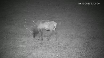 Pennsylvania Elk Live Webcam - Sep 19, 2025, 8:05pm EDT